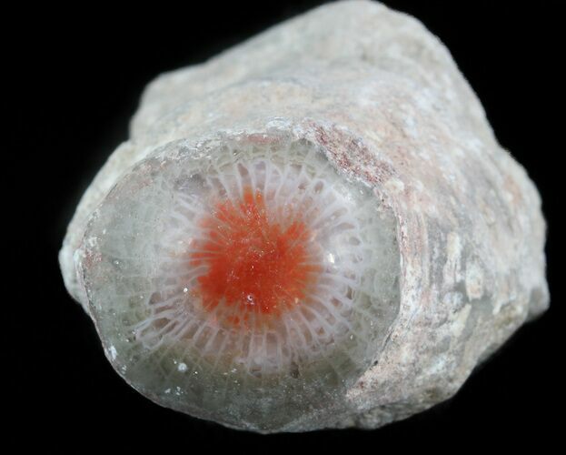 Pennsylvanian Aged Red Agatized Horn Coral - Utah #46733